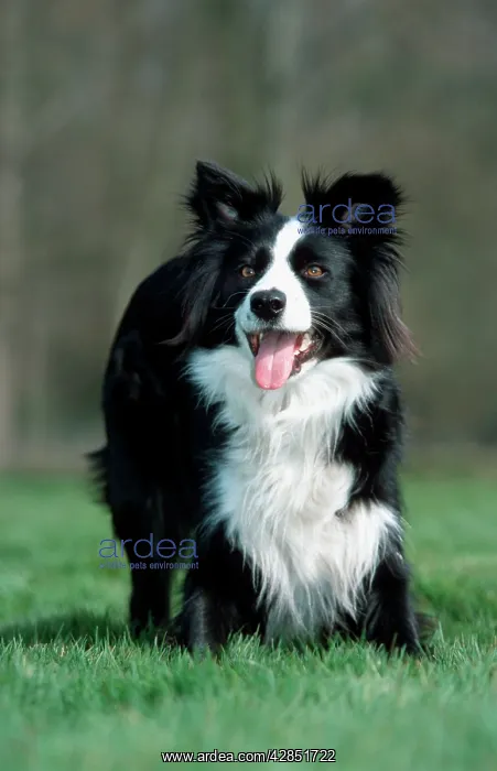: Border collie DOG - playing in garden : Border collie DOG - playing in garden