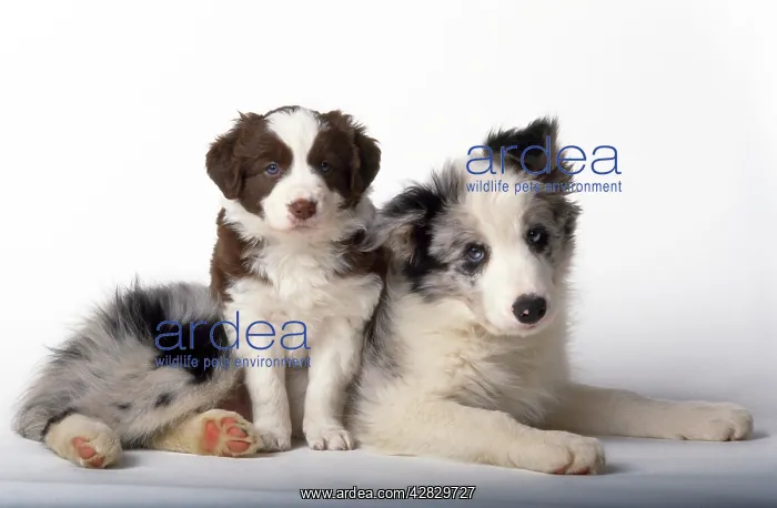  : Border Collie Dog - puppies