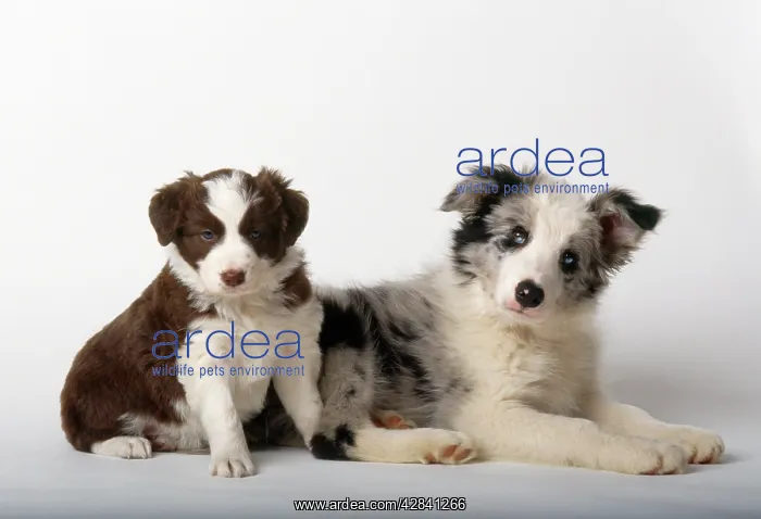  : Border Collie Dog - puppies