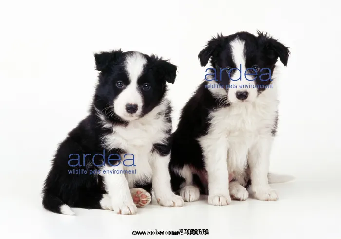  : Border Collie Dog - puppies