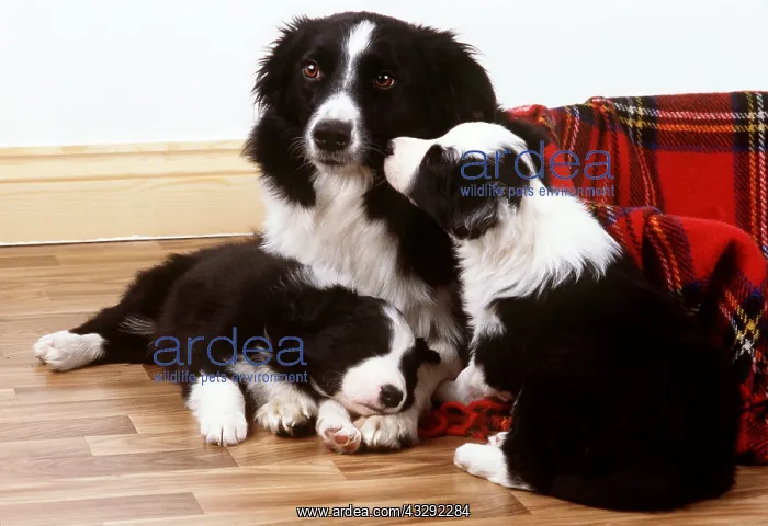 : Border Collie DOG - with puppies : Border Collie DOG - with puppies