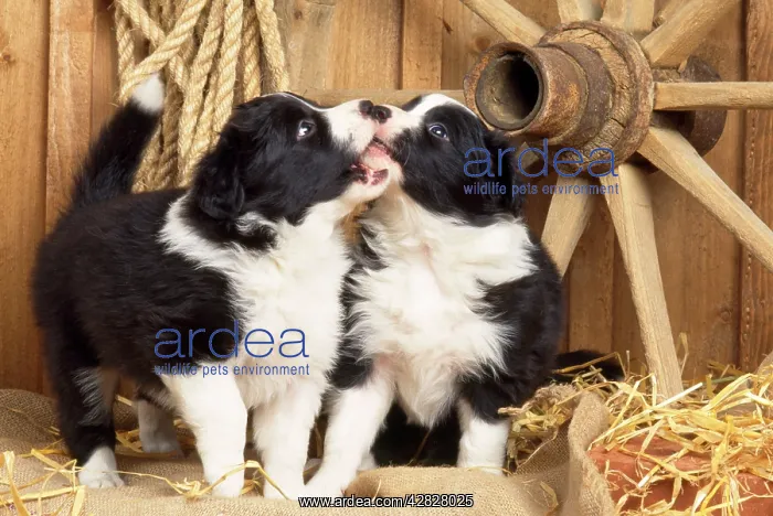 : Border Collie Dog - puppies with wheel & rope, play fighting : Border Collie Dog - puppies with wheel & rope, play fighting