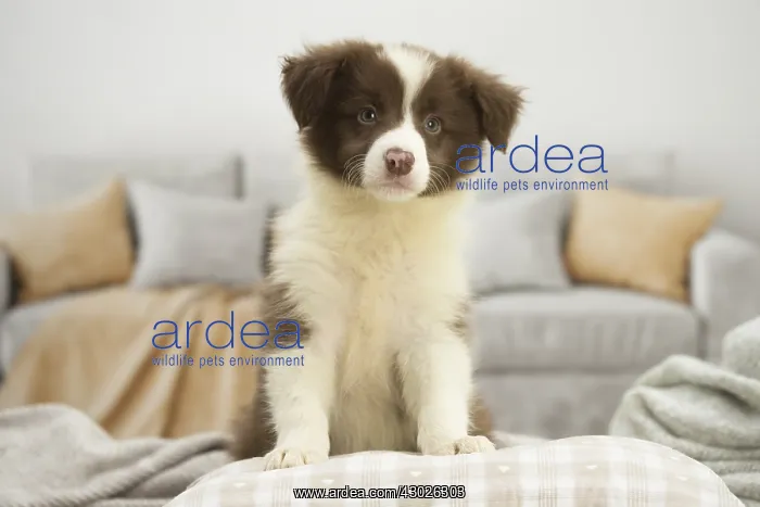  : Border Collie Dog, puppy