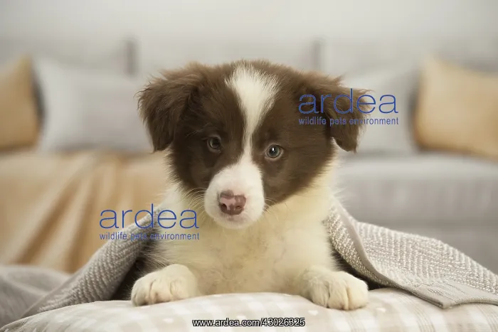  : Border Collie Dog, puppy