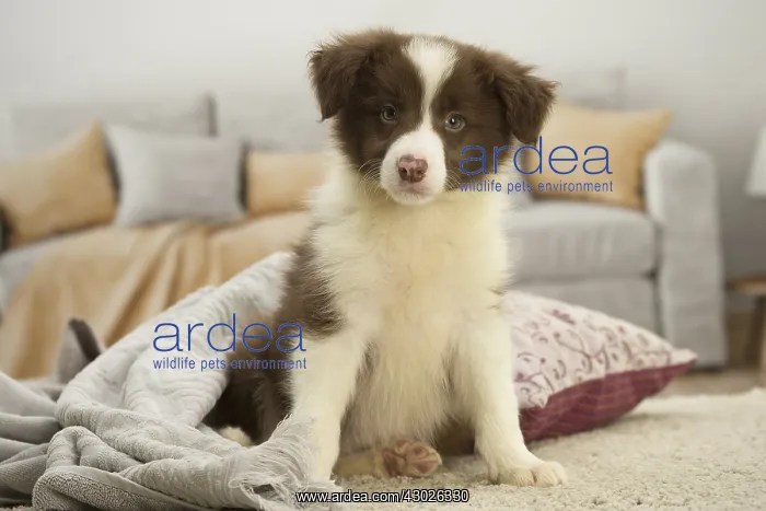  : Border Collie Dog, puppy
