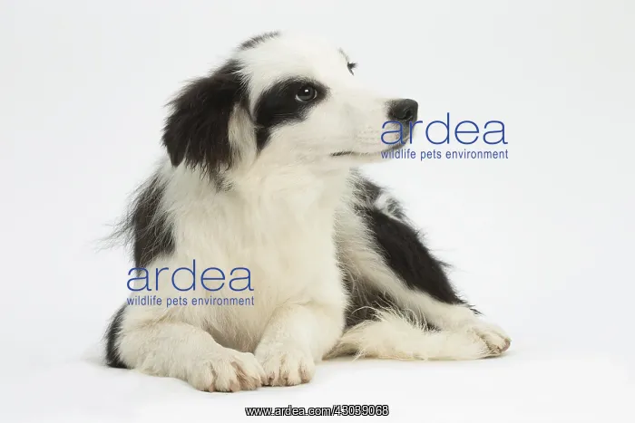  : Border Collie Dog, puppy