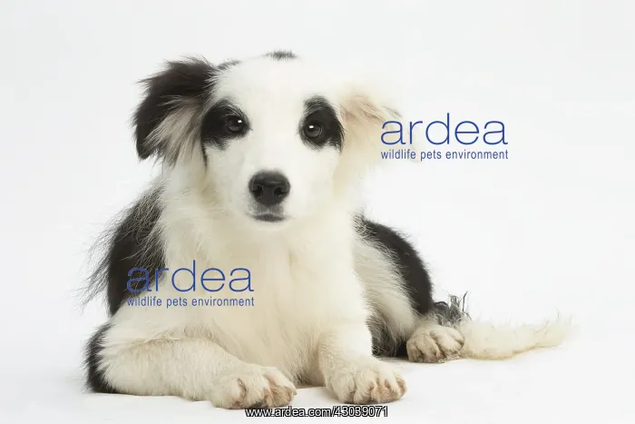  : Border Collie Dog, puppy