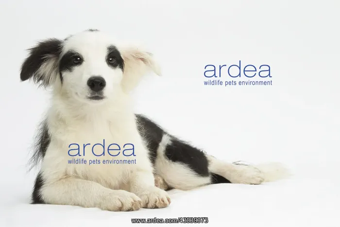  : Border Collie Dog, puppy