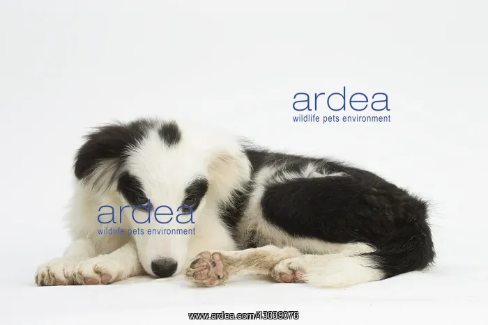  : Border Collie Dog, puppy