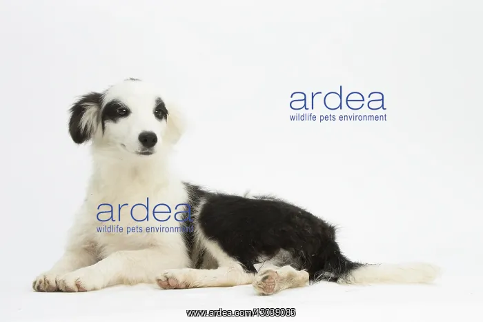  : Border Collie Dog, puppy