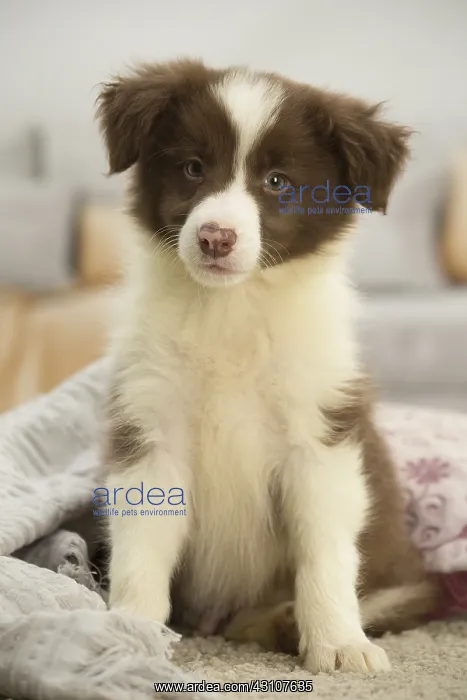  : Border Collie Dog, puppy