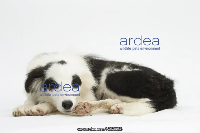  : Border Collie Dog, puppy