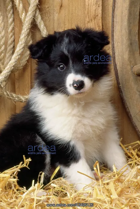 : Border Collie Dog - puppy : Border Collie Dog - puppy