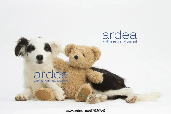 : Border Collie Dog, puppy Border Collie Dog, puppy : Border Collie Dog, puppy Border Collie Dog, puppy
