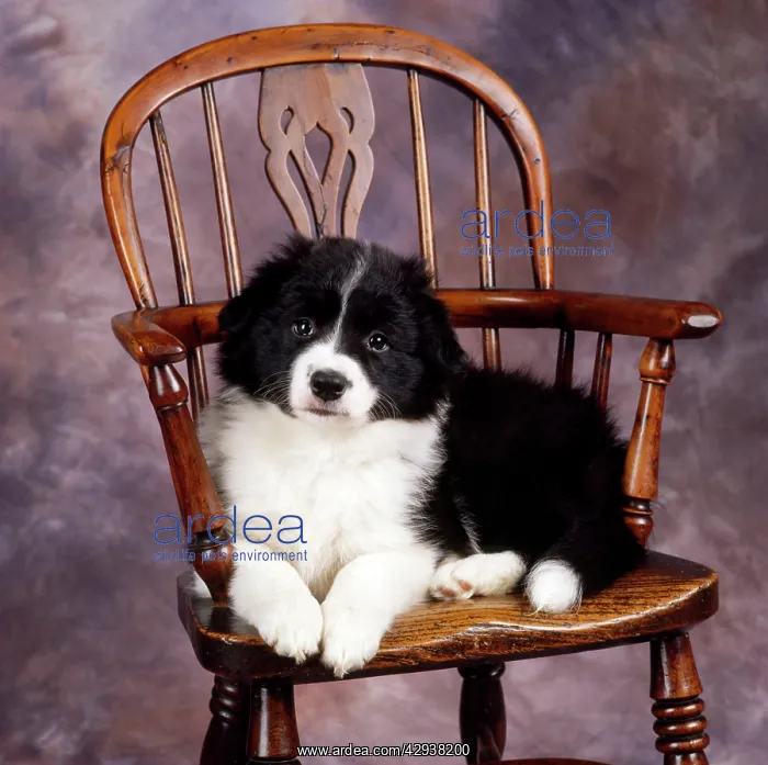  : Border Collie Dog - puppy on chair