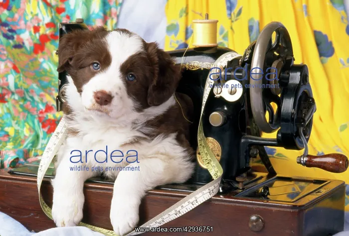  : Border Collie Dog - puppy with sewing machine