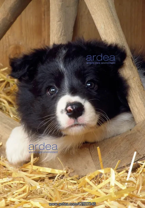 : Border Collie Dog - puppy & wheel : Border Collie Dog - puppy & wheel