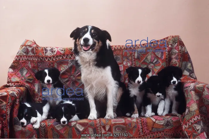 : BORDER COLLIE DOG - with pups on sofa : BORDER COLLIE DOG - with pups on sofa
