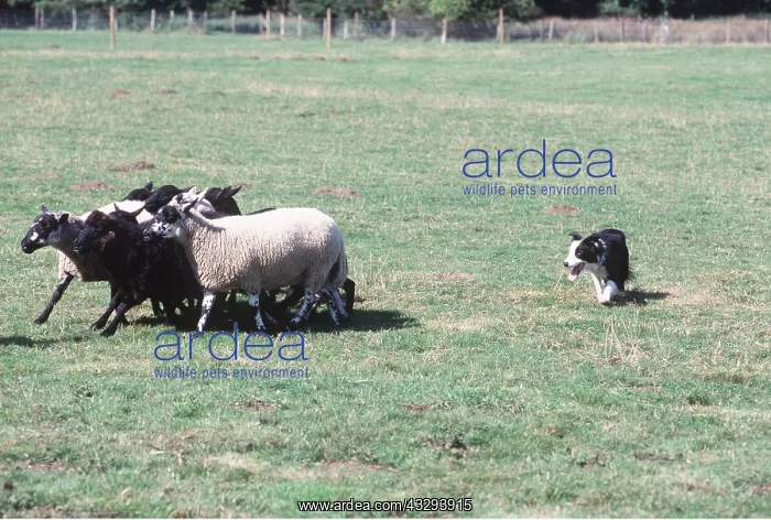 : BORDER COLLIE DOG - rounding up sheep : BORDER COLLIE DOG - rounding up sheep