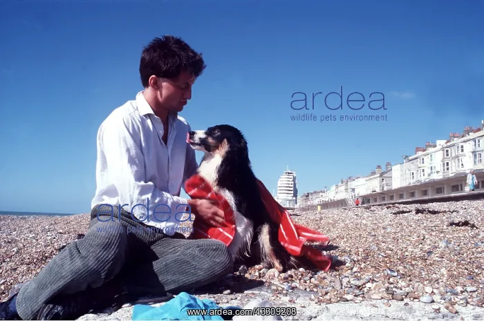 : BORDER COLLIE DOG - being rubbed down after a swim on beach : BORDER COLLIE DOG - being rubbed down after a swim on beach