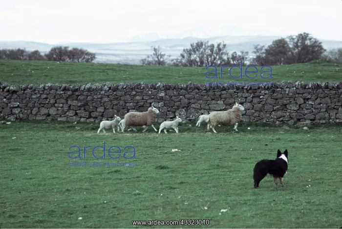 : BORDER COLLIE DOG - with sheep : BORDER COLLIE DOG - with sheep