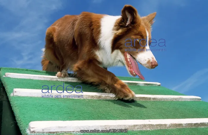  : Border Collie Dog - showing agility