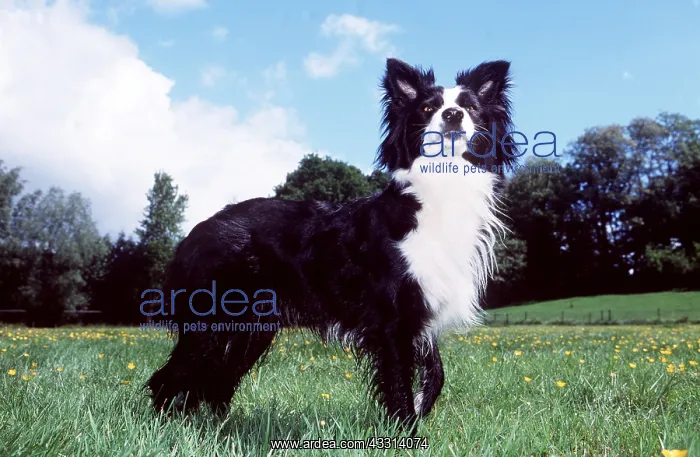 : BORDER COLLIE DOG - SIDEVIEW : BORDER COLLIE DOG - SIDEVIEW