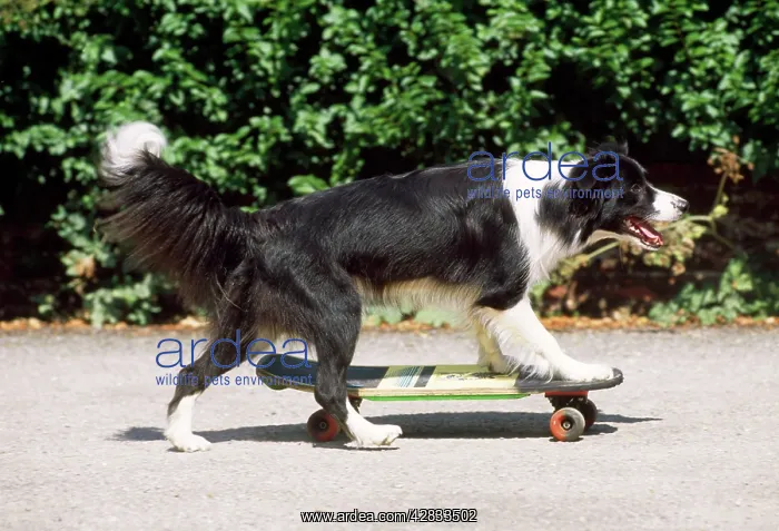 : Border Collie Dog - skateboarding : Border Collie Dog - skateboarding