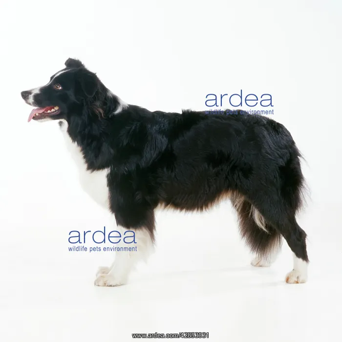  : BORDER COLLIE DOG - standing, side profile
