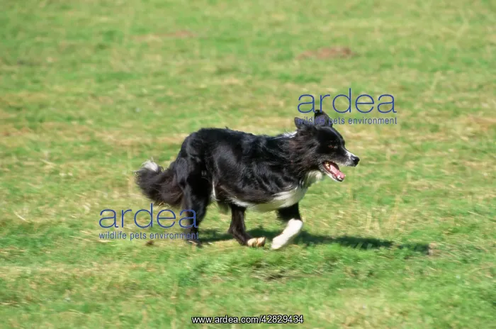  : Border Collie Dog - three-legged