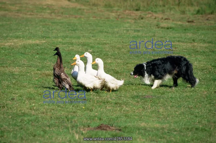  : Border Collie Dog - training, rounding up ducks
