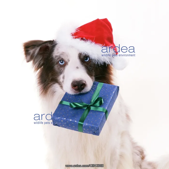 : Border Collie Dog - wearing Christmas hat, and : Border Collie Dog - wearing Christmas hat, and