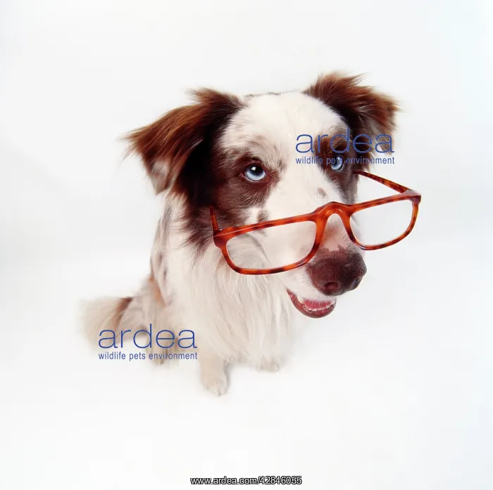 : Border Collie DOG - wearing glasses : Border Collie DOG - wearing glasses