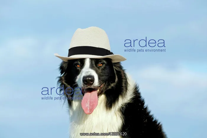 : Border Collie Dog wearing Panama hat Digital manipulation : Border Collie Dog wearing Panama hat Digital manipulation