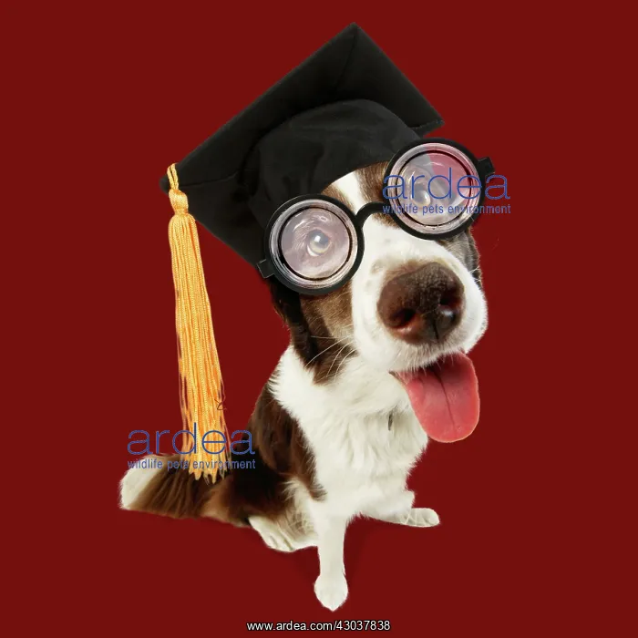 : Border Collie Dog - wearing student mortar board : Border Collie Dog - wearing student mortar board