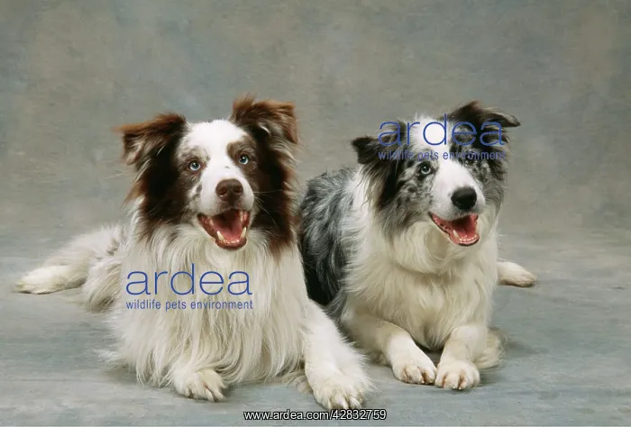  : Border Collie DOG - x two