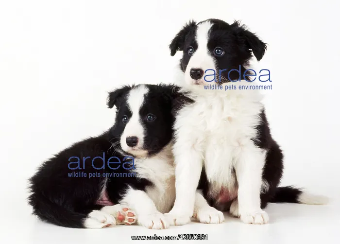  : Border Collie Dog - x2 puppies