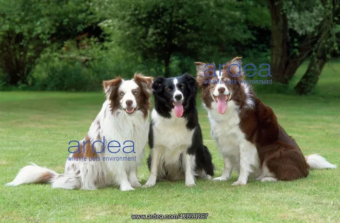  : Border Collie Dogs
