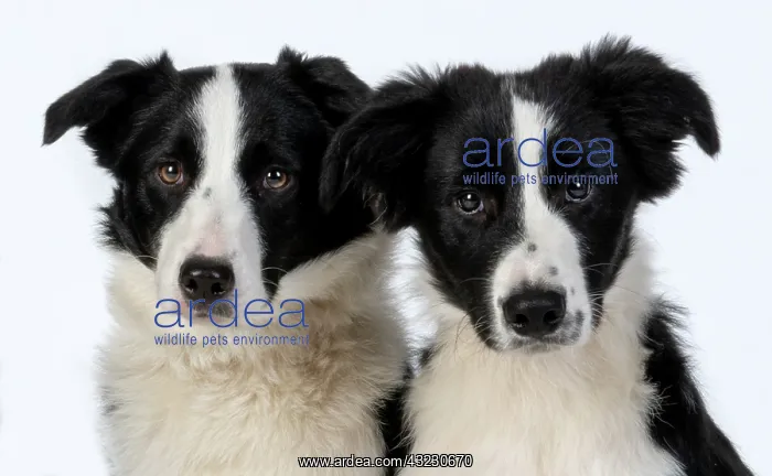 : Two Border Collie dogs : Two Border Collie dogs