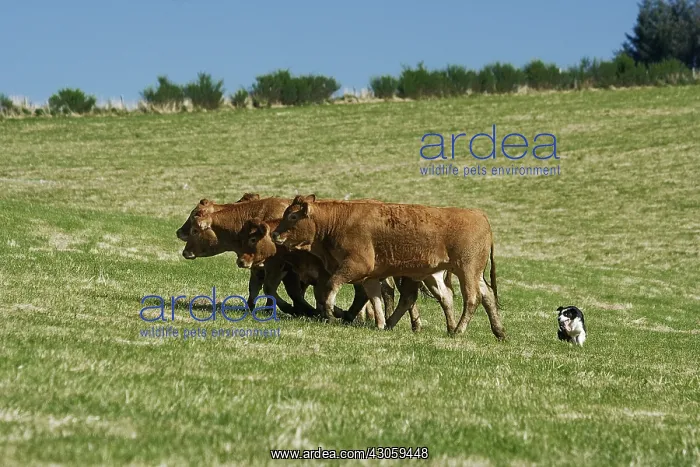 : Border collie in dog's competition of herd Correze : Border collie in dog's competition of herd Correze