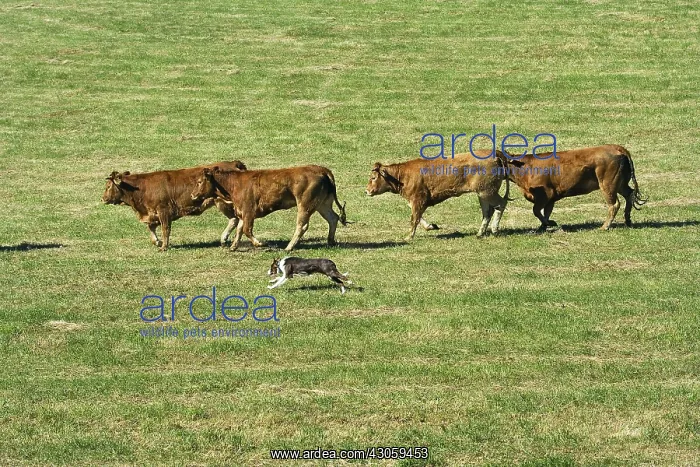 : Border collie in dog's competition of herd Correze : Border collie in dog's competition of herd Correze
