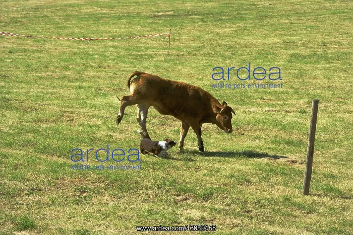 : Border collie in dog's competition of herd Correze : Border collie in dog's competition of herd Correze