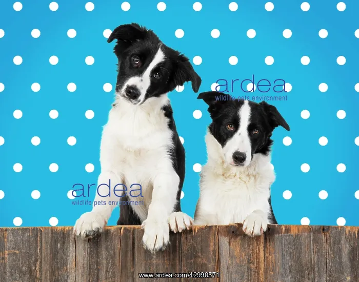  : Border Collie dogs, two looking over wooden fence