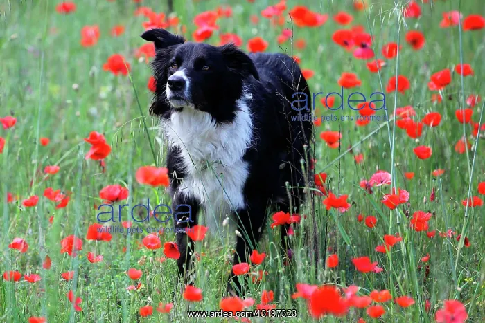: Border collie in a field of poppies in bloom : Border collie in a field of poppies in bloom