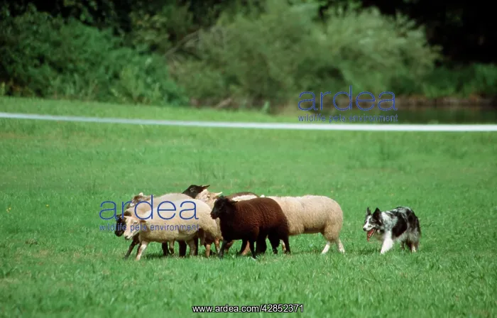  : Border Collie guarding sheep in meadow