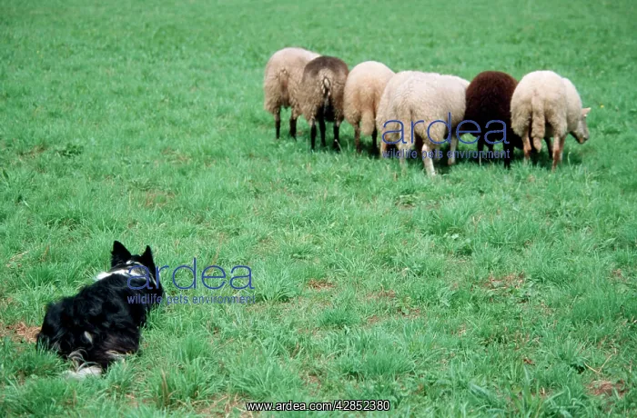  : Border Collie guarding sheep in meadow