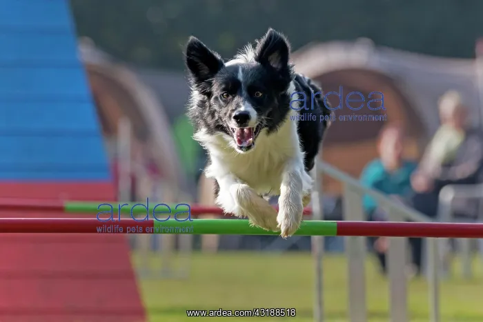 : Border Collie jumping over bar at Agility Tournament : Border Collie jumping over bar at Agility Tournament