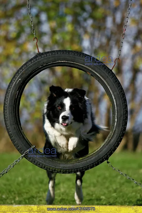 : Border Collie jumping through a tyre on an agility : Border Collie jumping through a tyre on an agility
