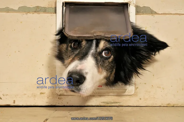 : Border Collie looking through a cat flap; RESERVATION : Border Collie looking through a cat flap; RESERVATION