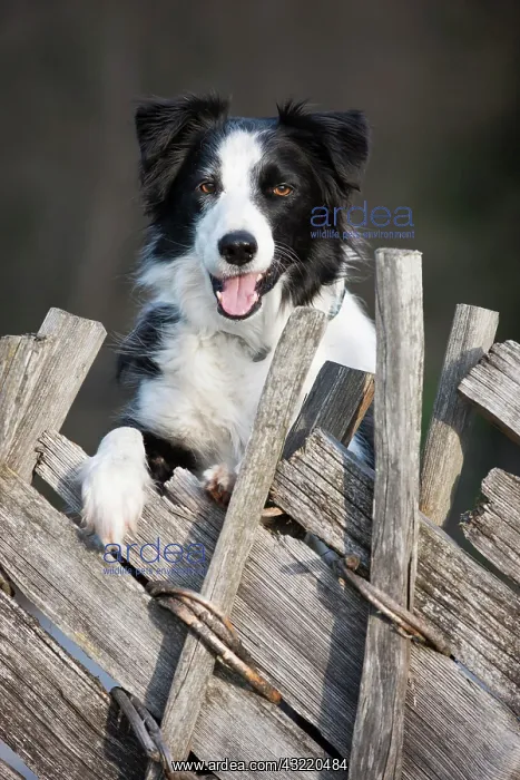 : Border Collie looking over an old wooden fence : Border Collie looking over an old wooden fence
